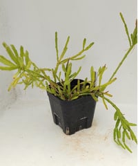 シワ玉牡丹 ロイヤル玉牡丹しわ サボテン | toA Succulent
