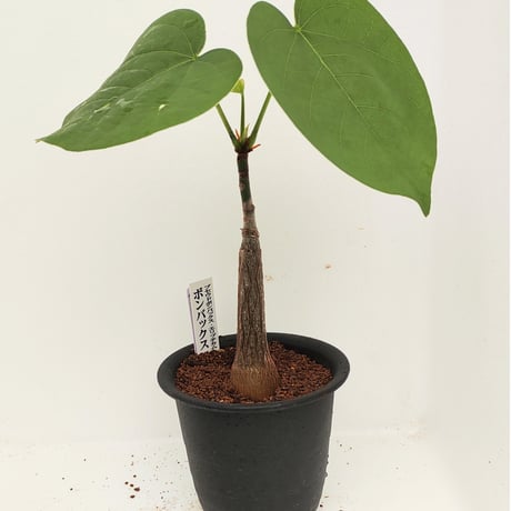 エリプティクム | STORES