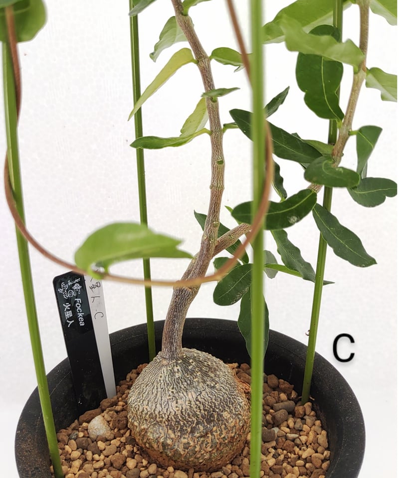 火星人 フォッケア | toA Succulent