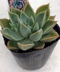 七宝樹錦 セネシオ | toA Succulent