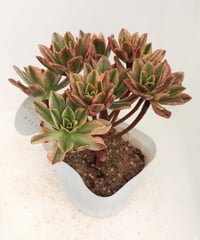 アンナ錦 アエオニウム | toA Succulent