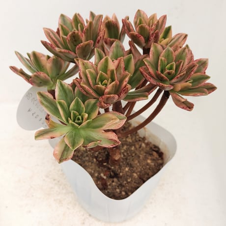 アエオニウム | STORES