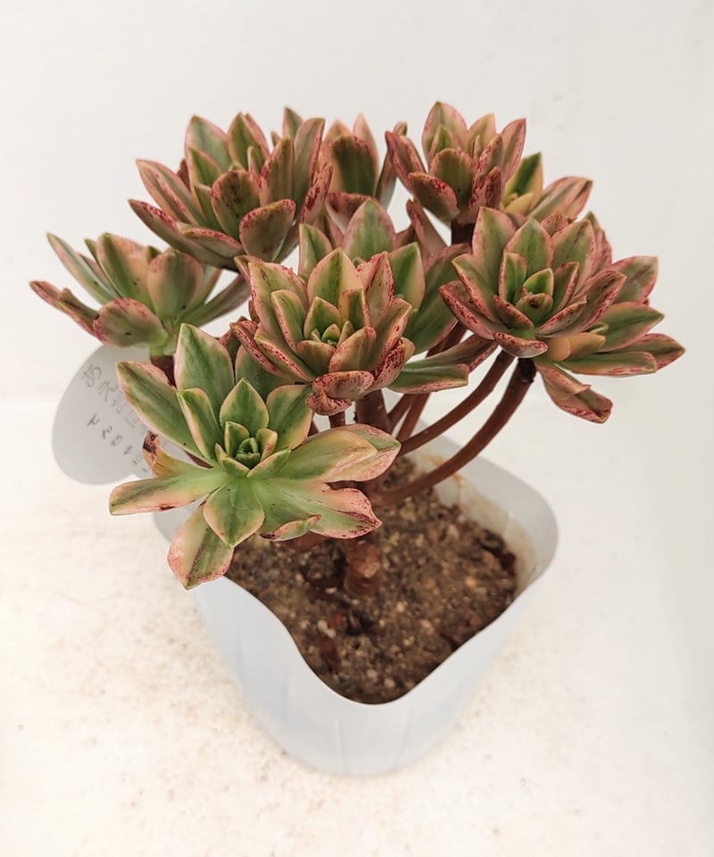 甜茶錦 アエオニウム | toA Succulent