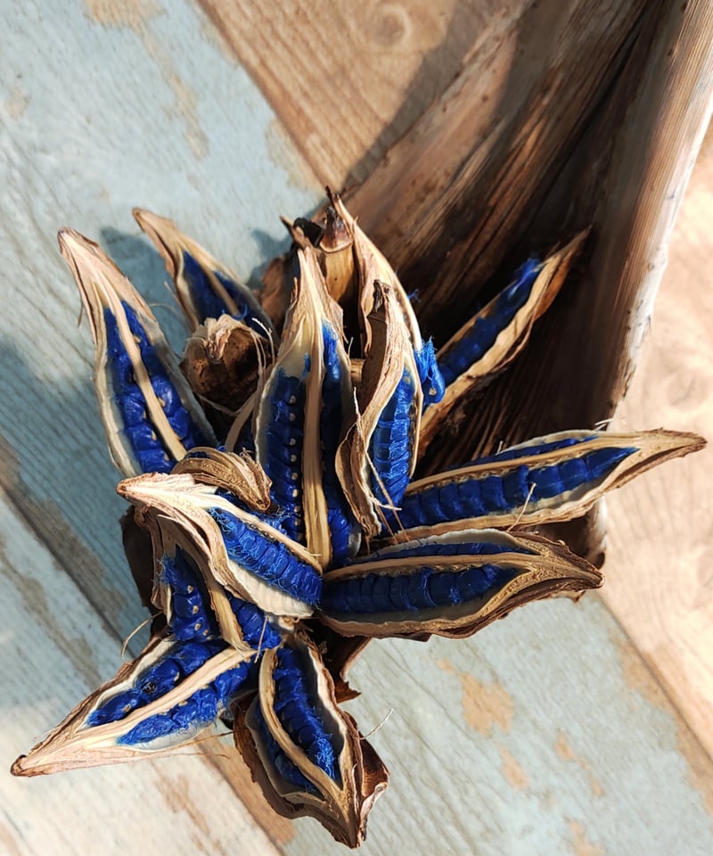 旅人の木の種 葉付き B | toA Succulent