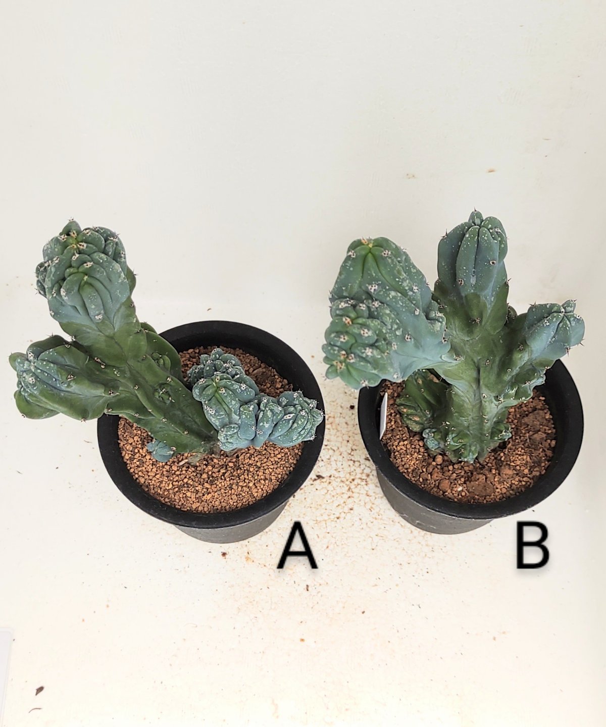 竜神木石化 サボテン | toA Succulent