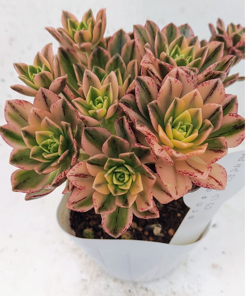 アエオニウム 甜茶錦（ブロンズメタル錦）⭐️お買い得、超特大 プーケ