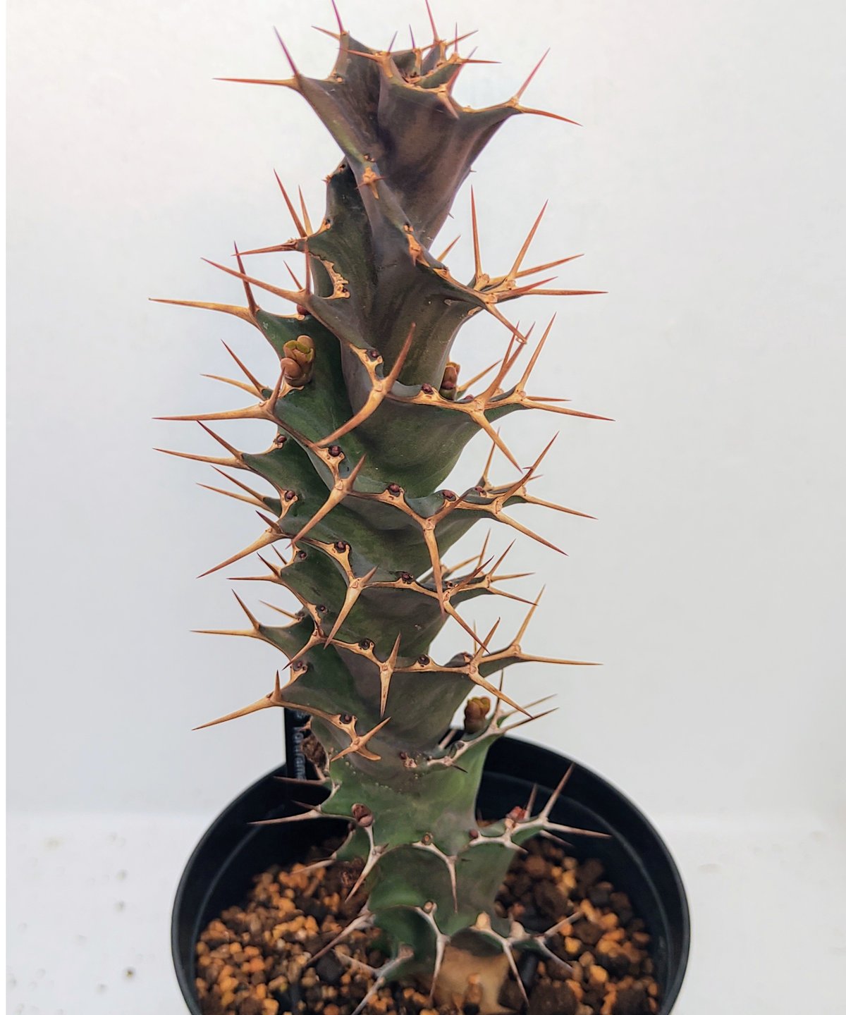 トルチラマ ユーフォルビア | toA Succulent