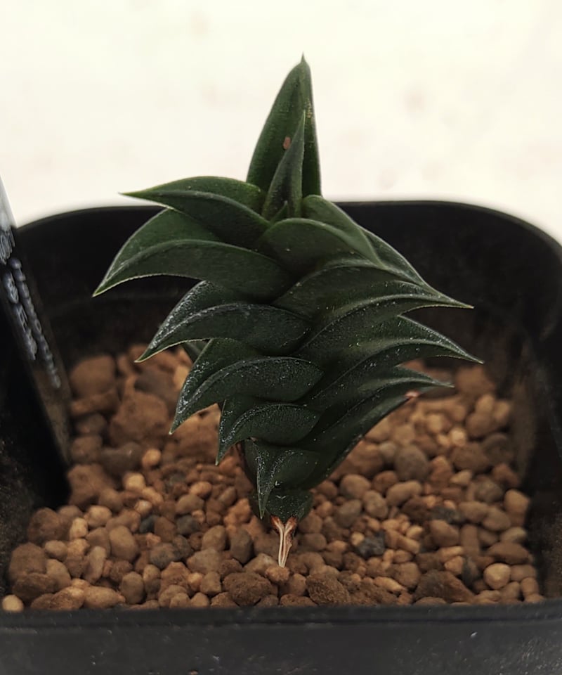 43db ハオルチア 多肉植物 龍城群生 自家繁殖 43db ハオルチア 多肉