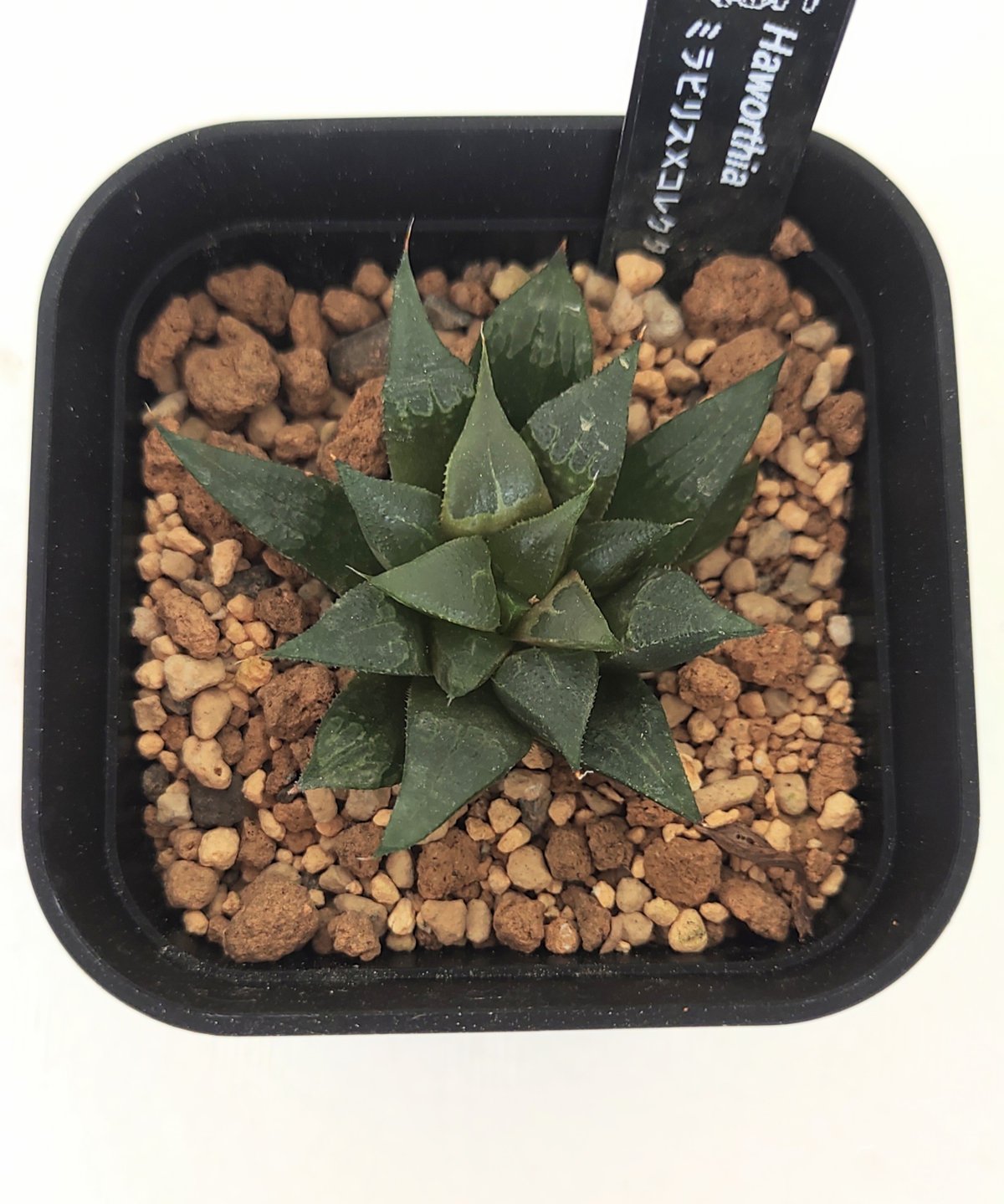 【オレのレオ】ハオルチア ミラビリス✕コレクタ ハオルチア | toA Succulent