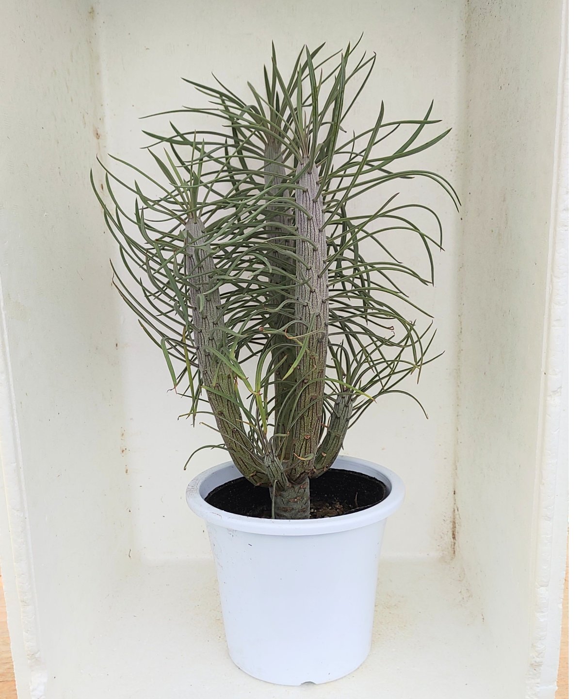 モンキーツリー モンキーツリー セネシオ | toA Succulent