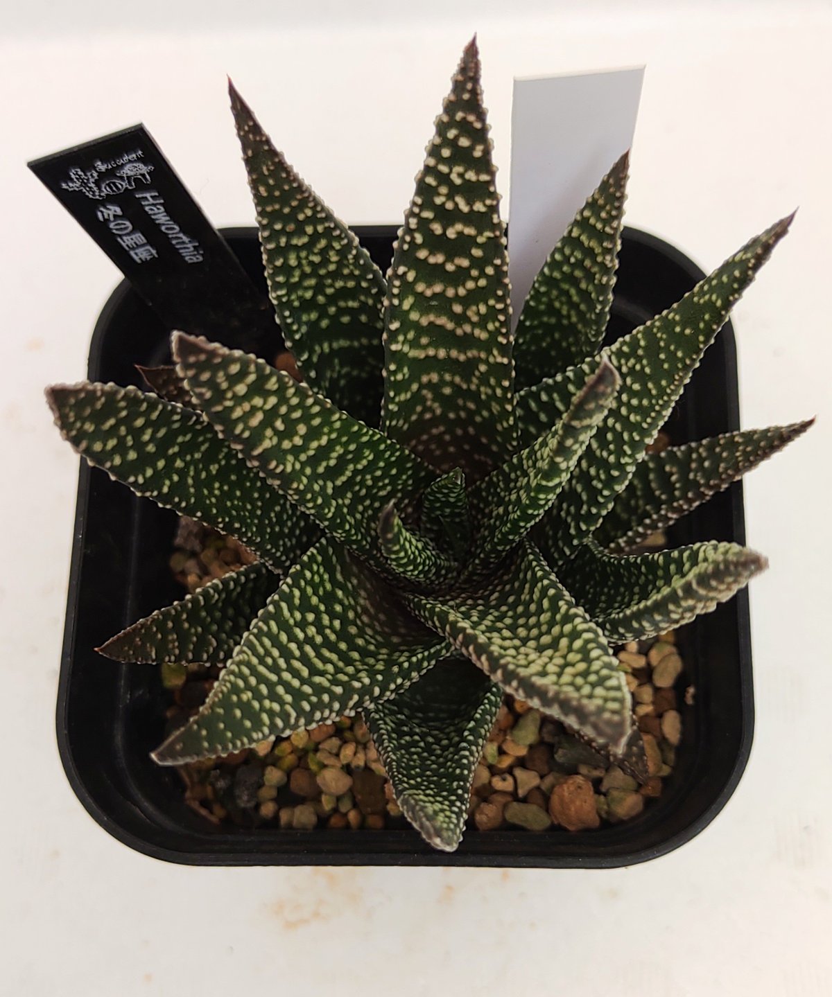 ≧∇≦）多肉植物 ハオルチア 冬の星座×コエル錦