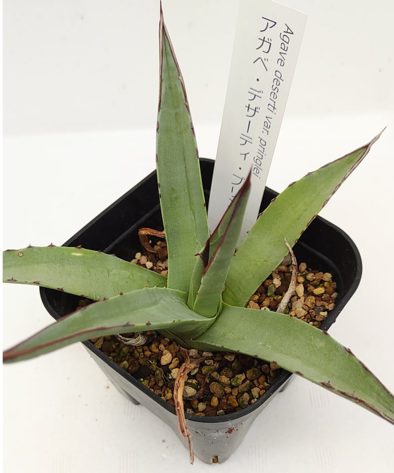 デザーティプリングレイ アガベ | toA Succulent