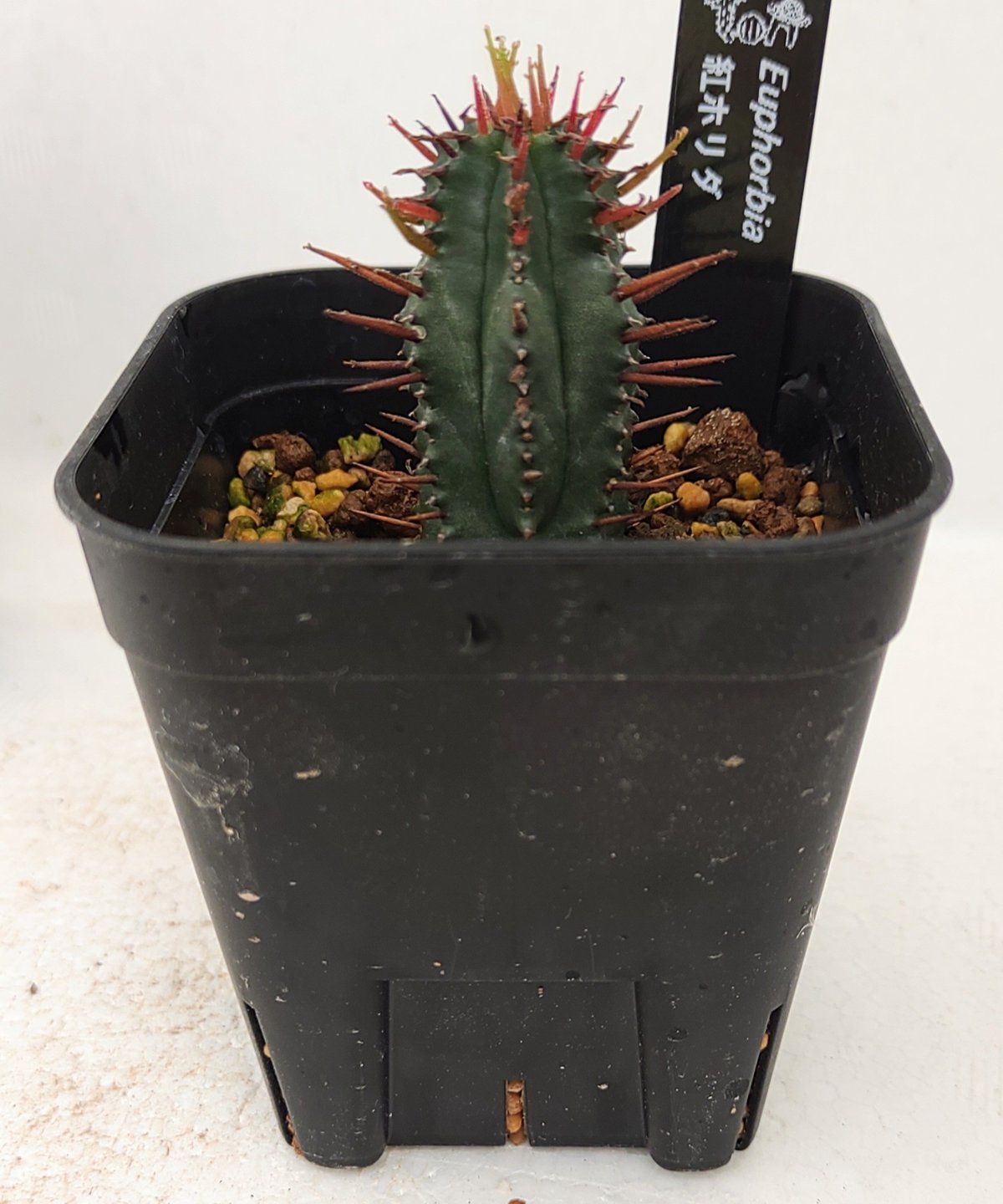 紅ホリダ ユーフォルビア | toA Succulent