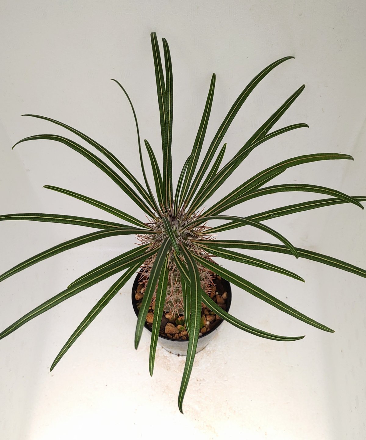 ゲアイ パキポディウム | toA Succulent