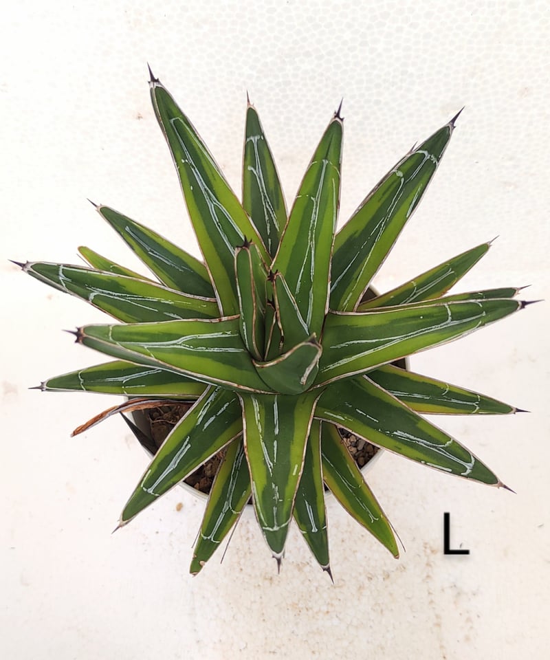 笹の雪黄覆輪 アガベ | toA Succulent