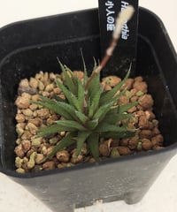 小人の座　ハオルチア