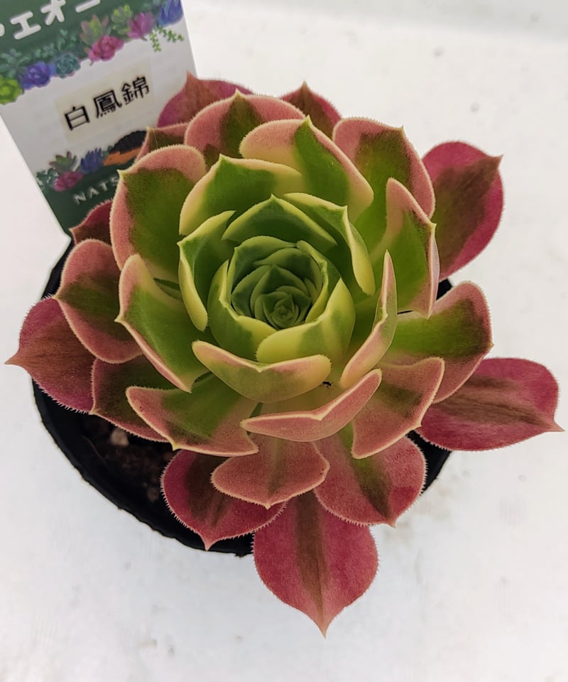 Echeveria 'Avocado Cream錦　超レア　白覆輪　多肉植物抜き Echeveria 'Avocado Cream錦 超レア 白覆輪 多肉植物抜き