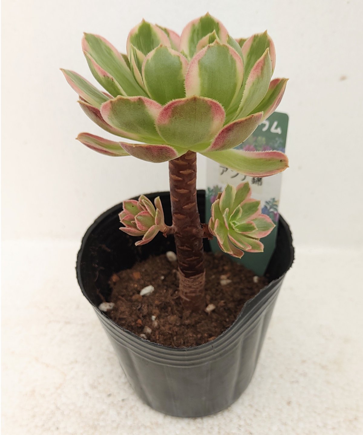 92#多肉植物アエオニウム錦❤️ アンナ錦❤️14頭21cm 鉢土付き出荷 92#多肉植物アエオニウム錦❤️ アンナ錦❤️14頭21cm 鉢土付き出荷