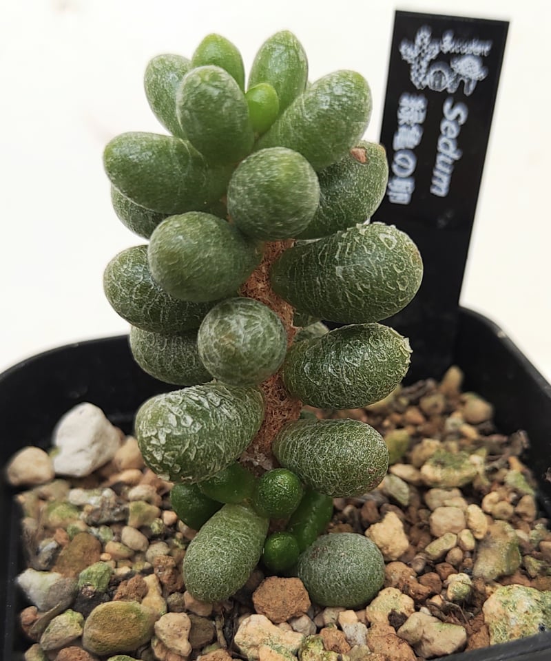 緑亀の卵 セダム | toA Succulent