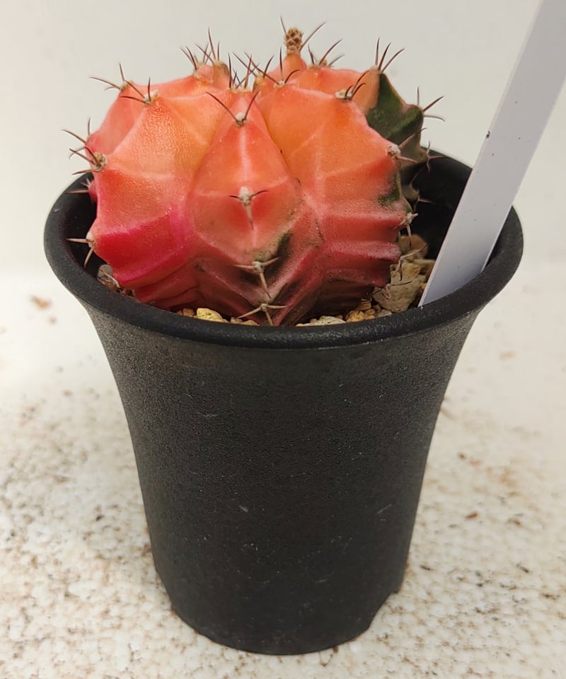 ミハノビッチ錦 A サボテン | toA Succulent