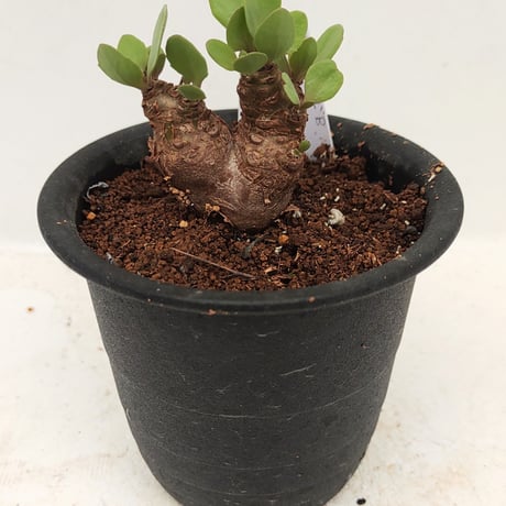 オトンナ | STORES