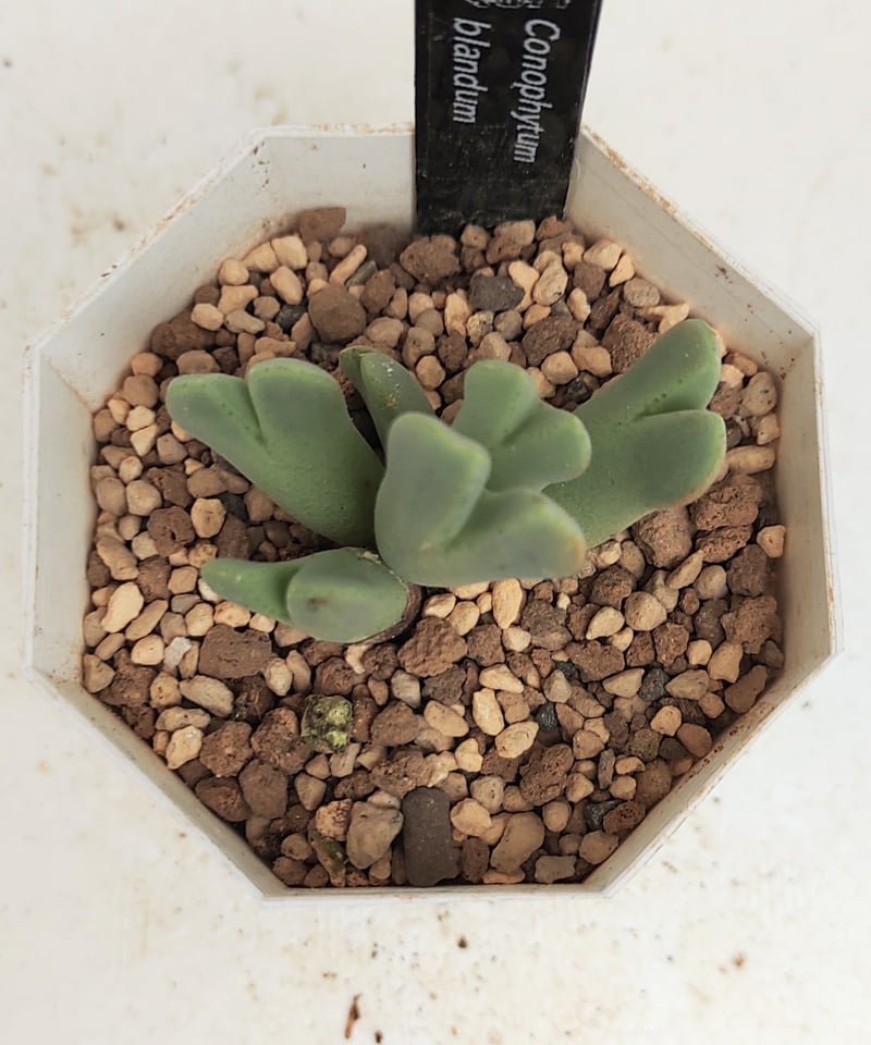 ブランダム コノフィツム | toA Succulent
