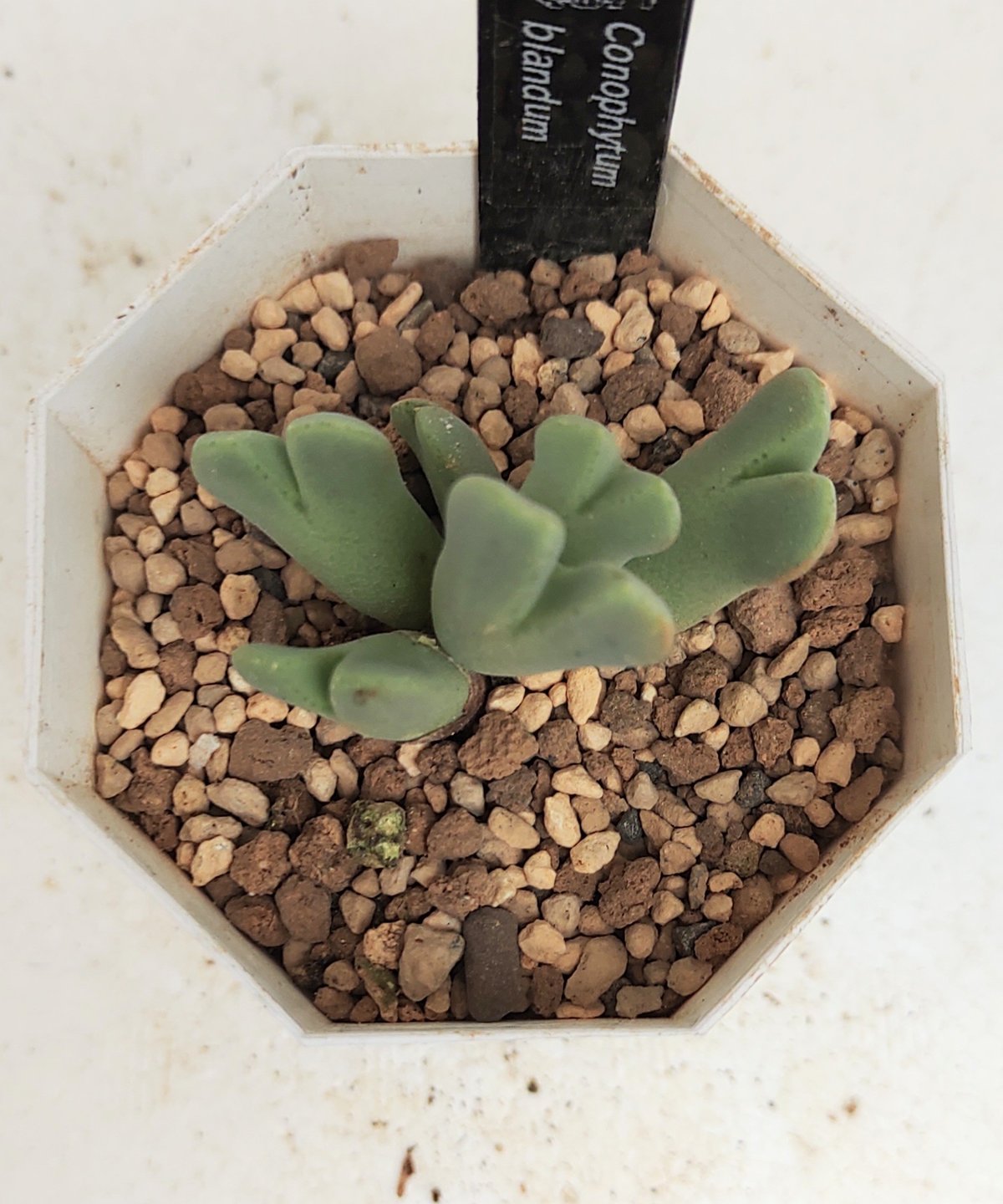 ブランダム コノフィツム | toA Succulent