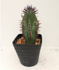 ホリダ　ユーフォルビア