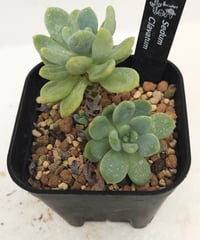 ワテルメイエリー クラッスラ | toA Succulent