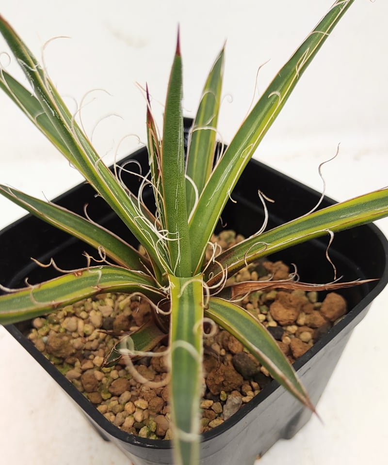 【アガベ】滝の白糸錦 10株セット アガベ】滝の白糸錦 10株セット