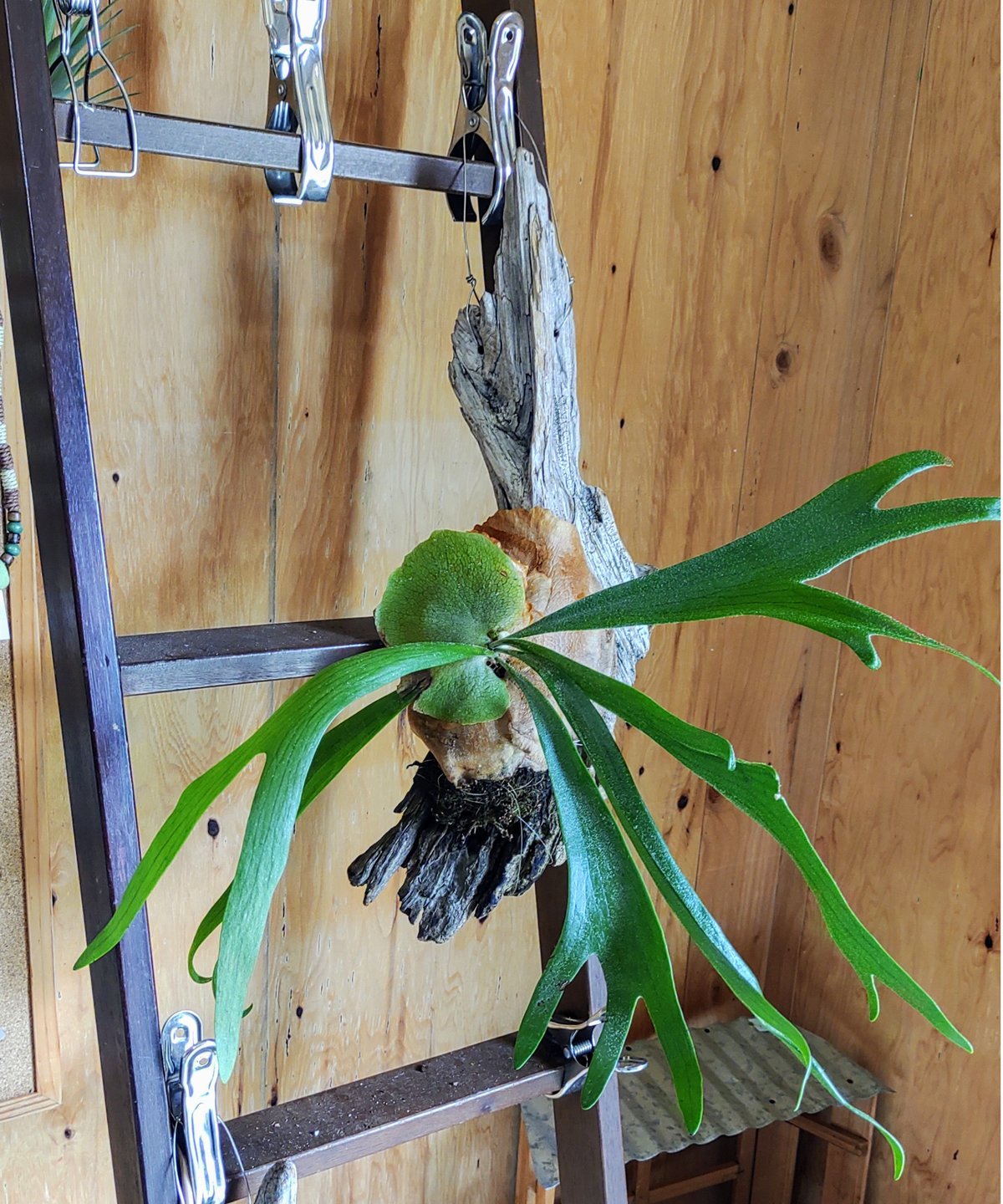 流木コウモリラン E | toA Succulent