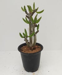 旅人の木A級品　９節 旅人の木の種 葉付き B | toA Succulent