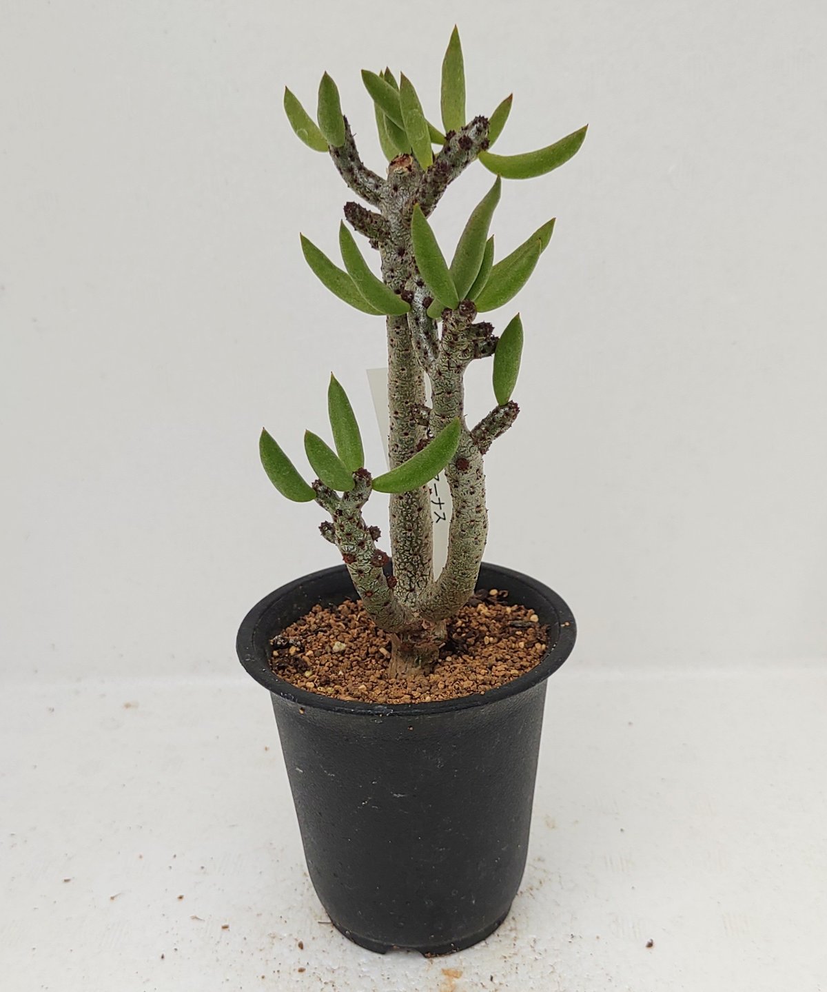 ブッコルジアヌス S チレコドン | toA Succulent