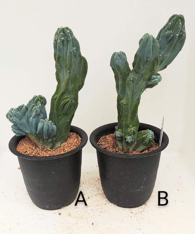 竜神木石化 サボテン | toA Succulent