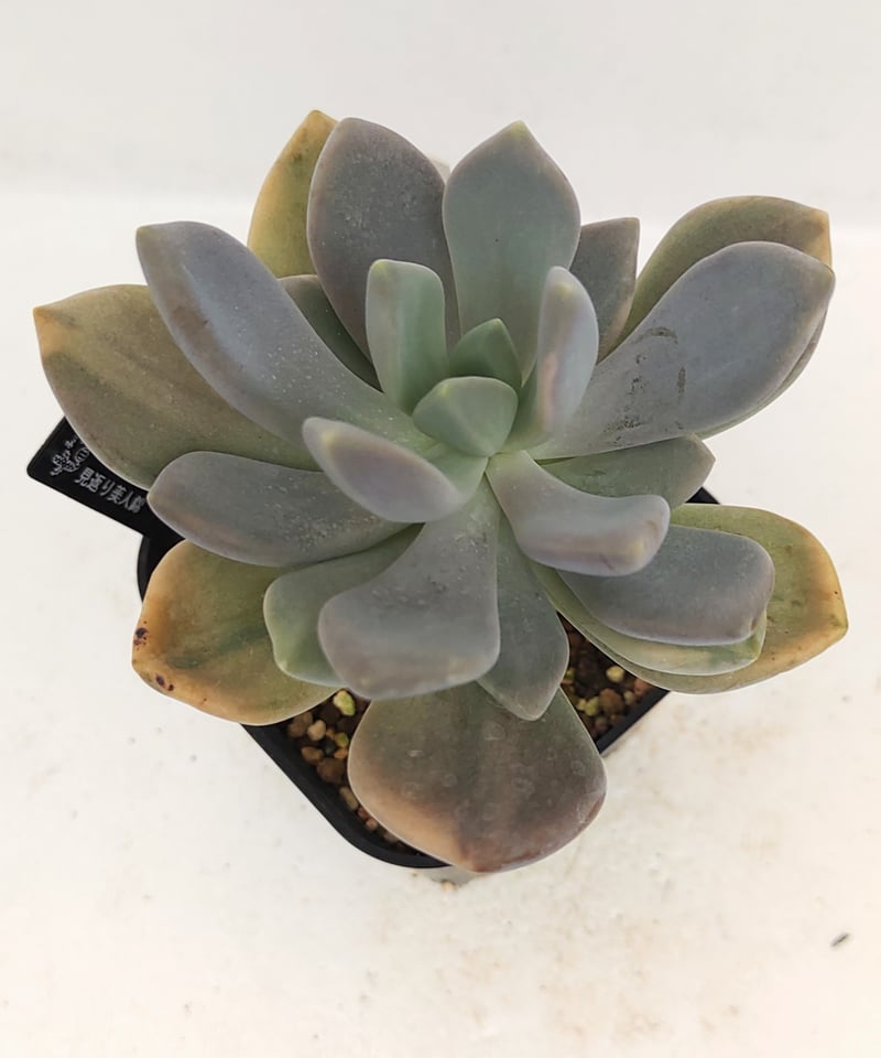 確認用　艶美人錦　多肉植物　パキフィツム 見返り美人錦 パキフィツム | toA Succulent