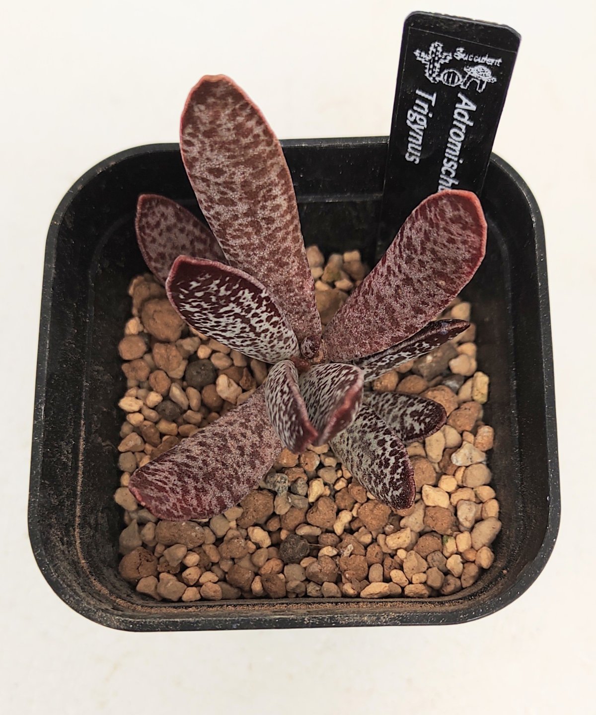 アドロミスクス　原種苗　60種類以上セット　速達 アドロミスクス 原種苗 60種類以上セット 速達 アドロミスクス 原種苗