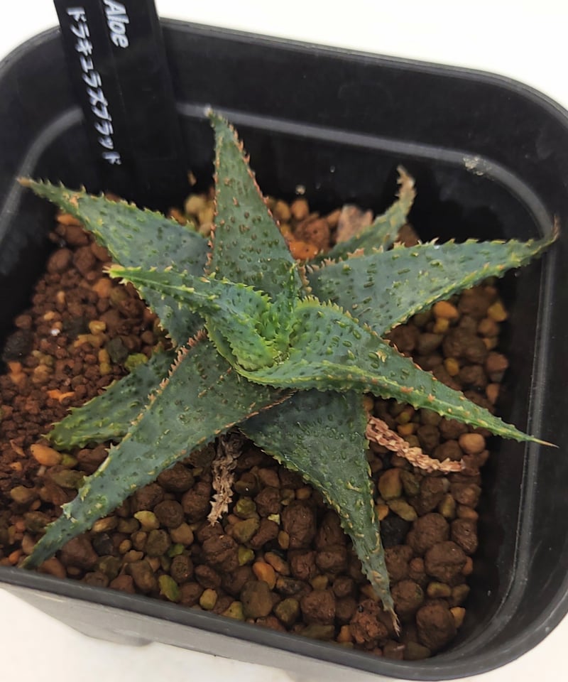 ロウルサンコさんラベル付き☆多肉植物 アロエ属 ブラッドサースティー メルカリ便発送&ロウルサンコさんラベル付き☆アロエ ブラッドサース