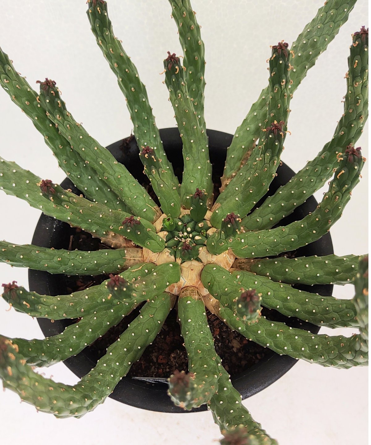 ①ユーフォルビア　ルディス Ruby フラワー・ガーデニング ①ユーフォルビア ルディス