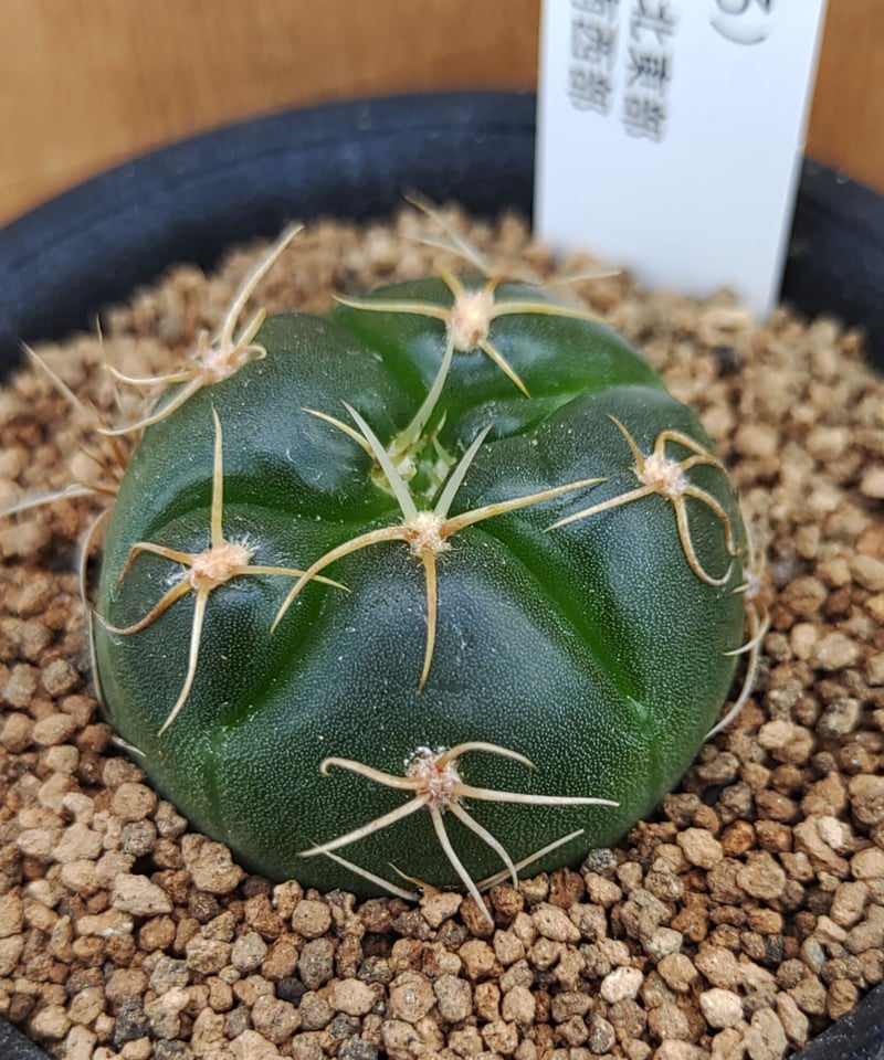 国王丸　サボテン 海王丸 サボテン | toA Succulent