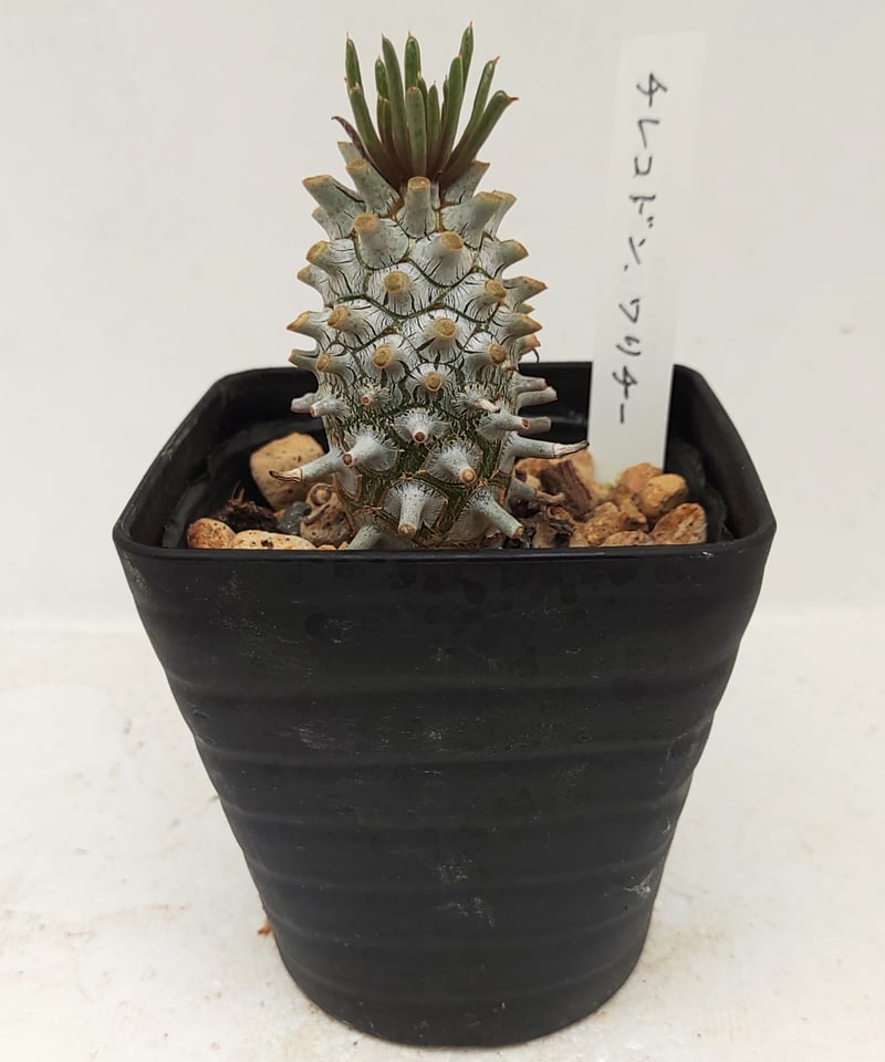 チレコドン ワリチー 大株 チレコドン・ワリチー - 陽春園ネット通販