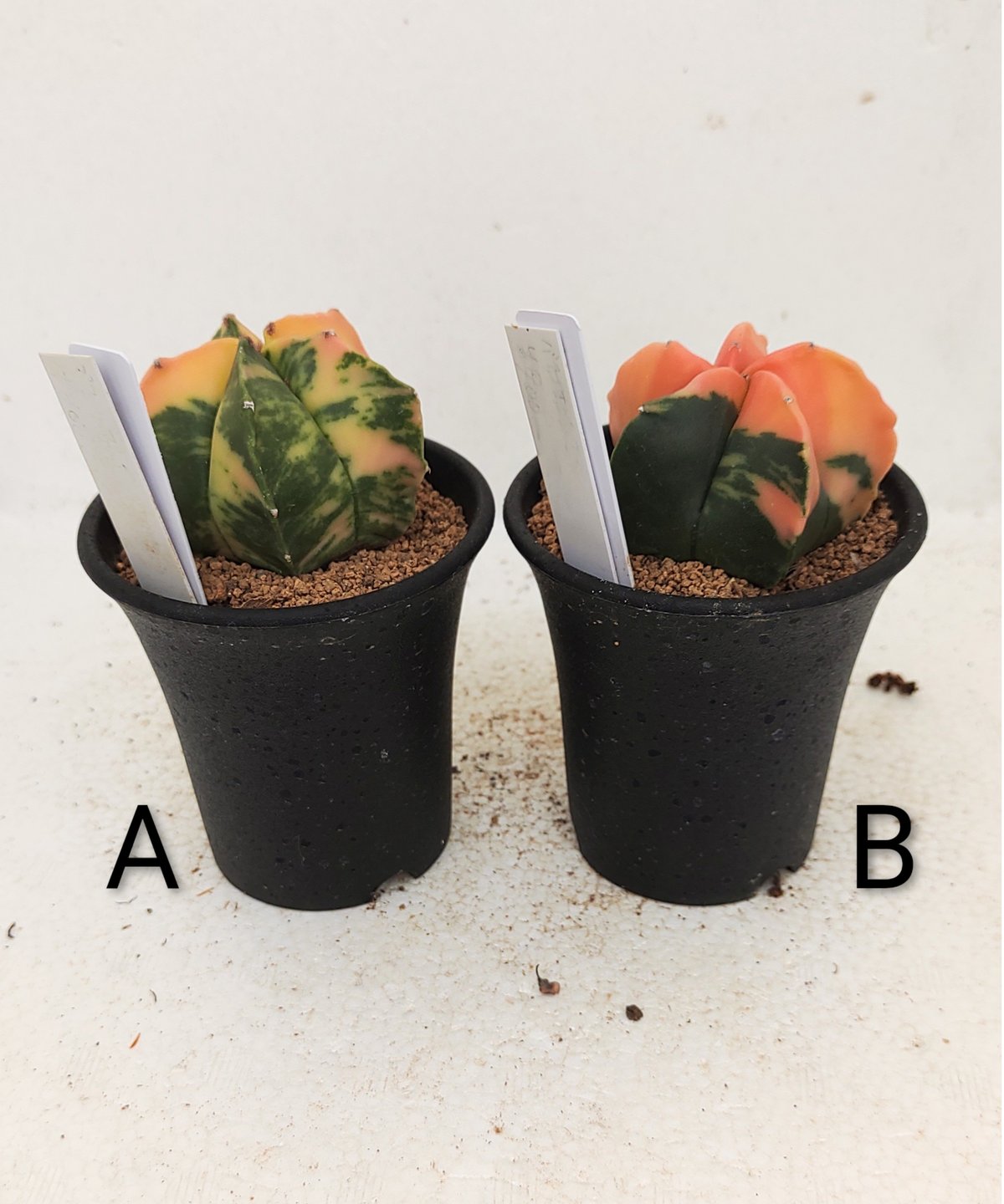 多肉 ランポー ランポー錦 サボテン | toA Succulent