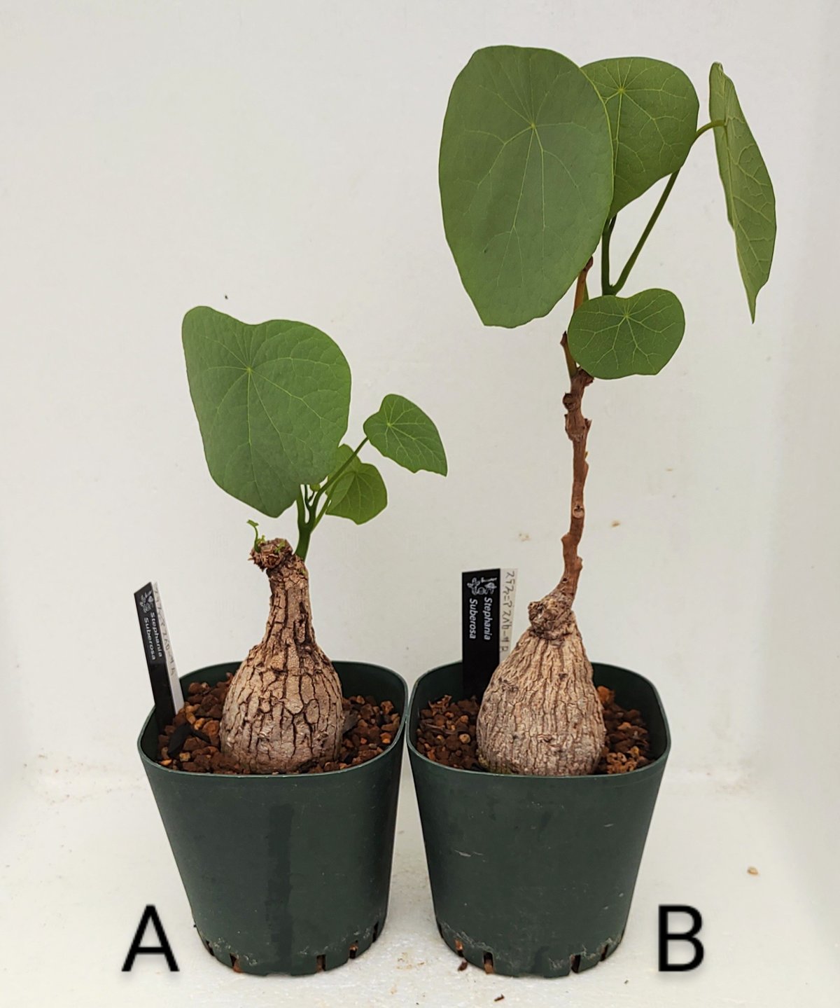 ステファニア スベローサ　塊根植物 Stephania suberosa ステファニア スベローサ Stephania suberosa 植木鉢亀甲竜 多肉