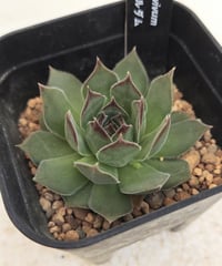 ティヒ センペルビウム | toA Succulent