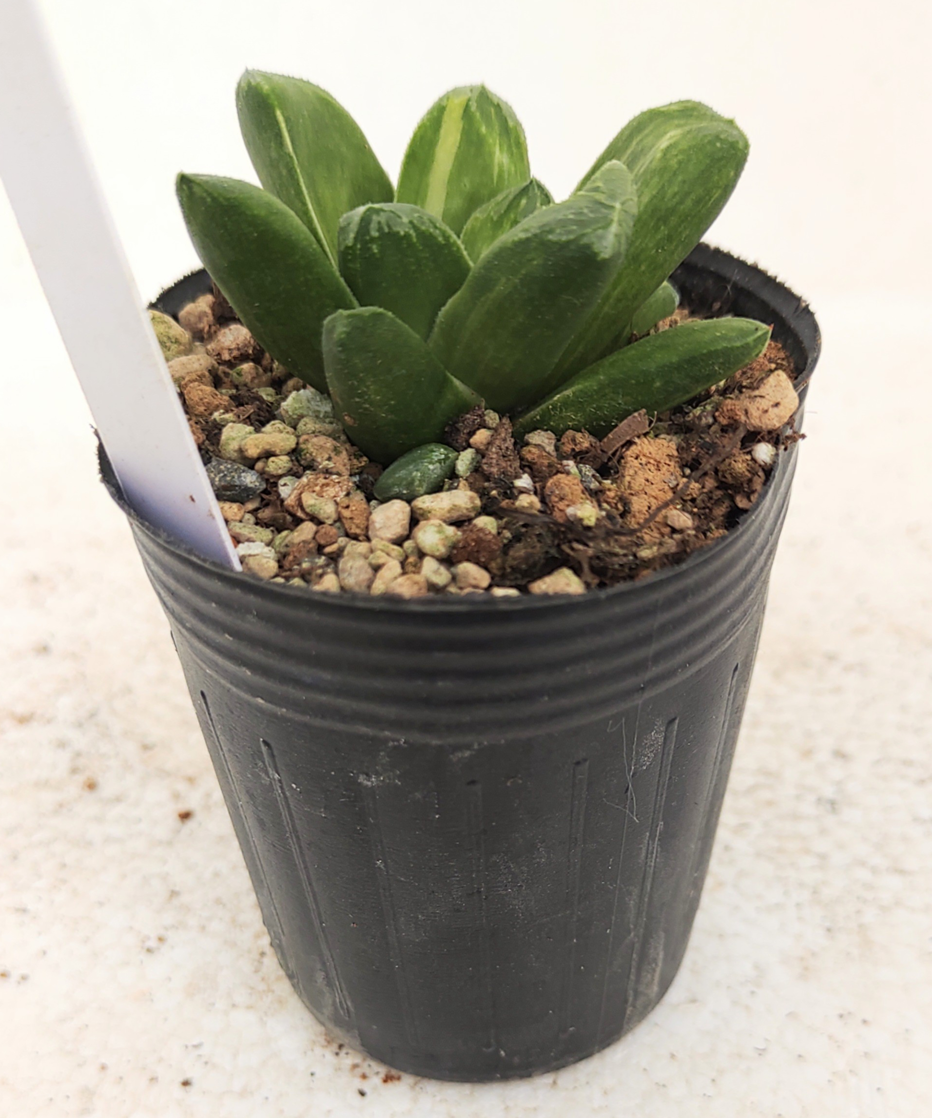 雪国×万象hyb錦 ハオルチア | toA Succulent