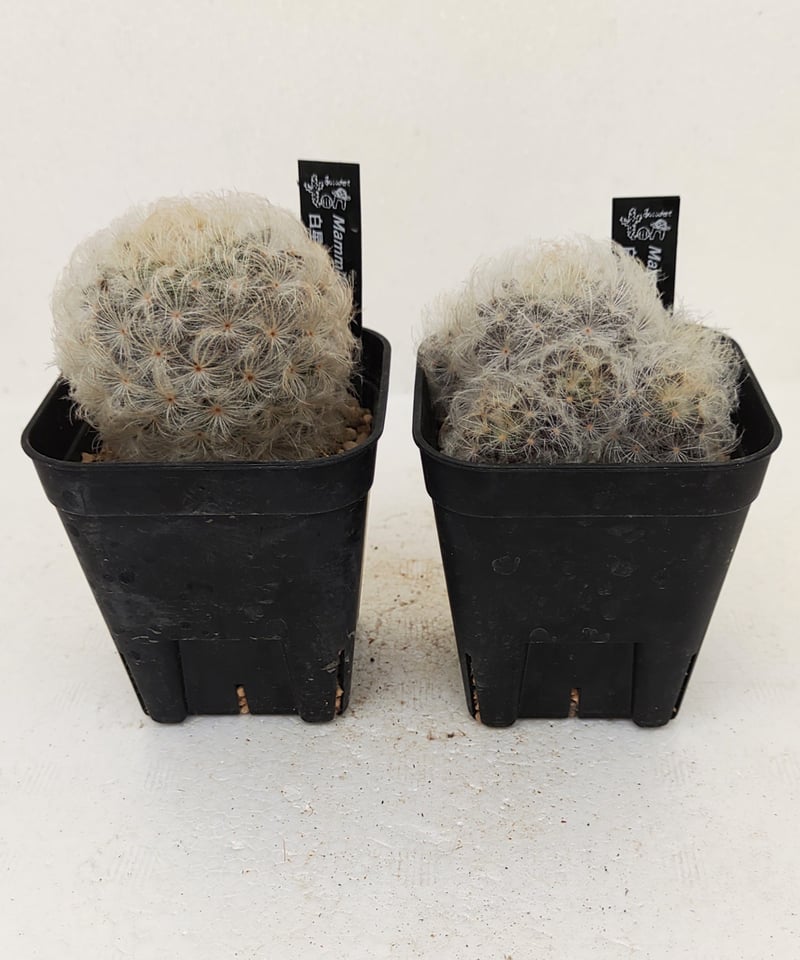 白星 サボテン | toA Succulent