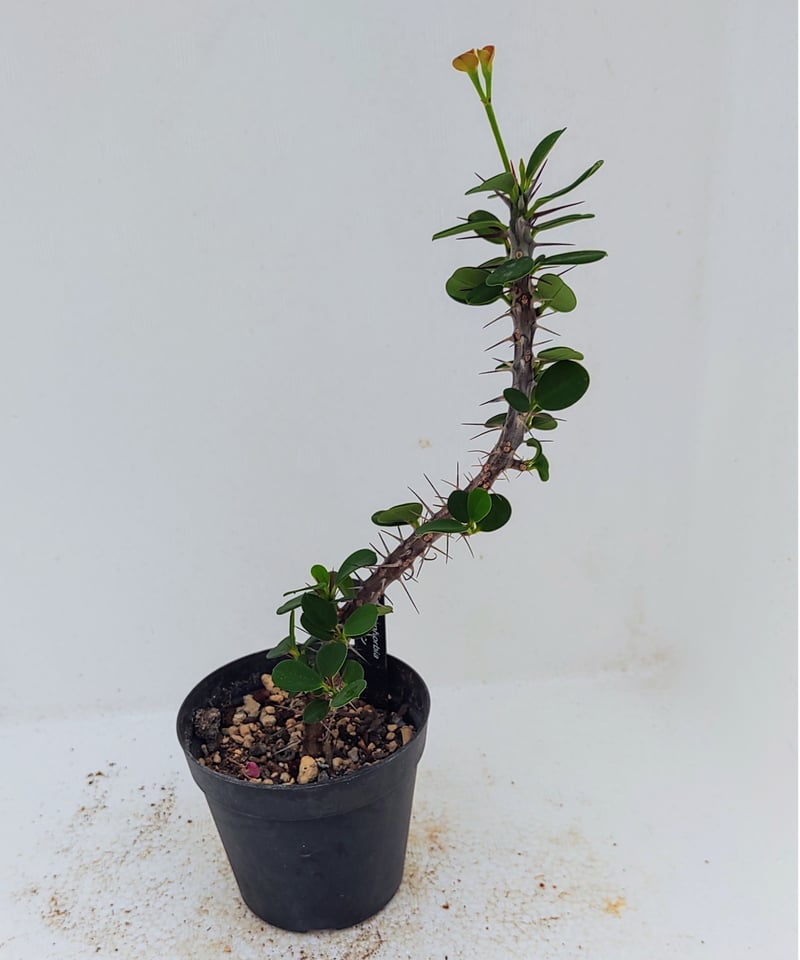 花キリン S ユーフォルビア | toA Succulent