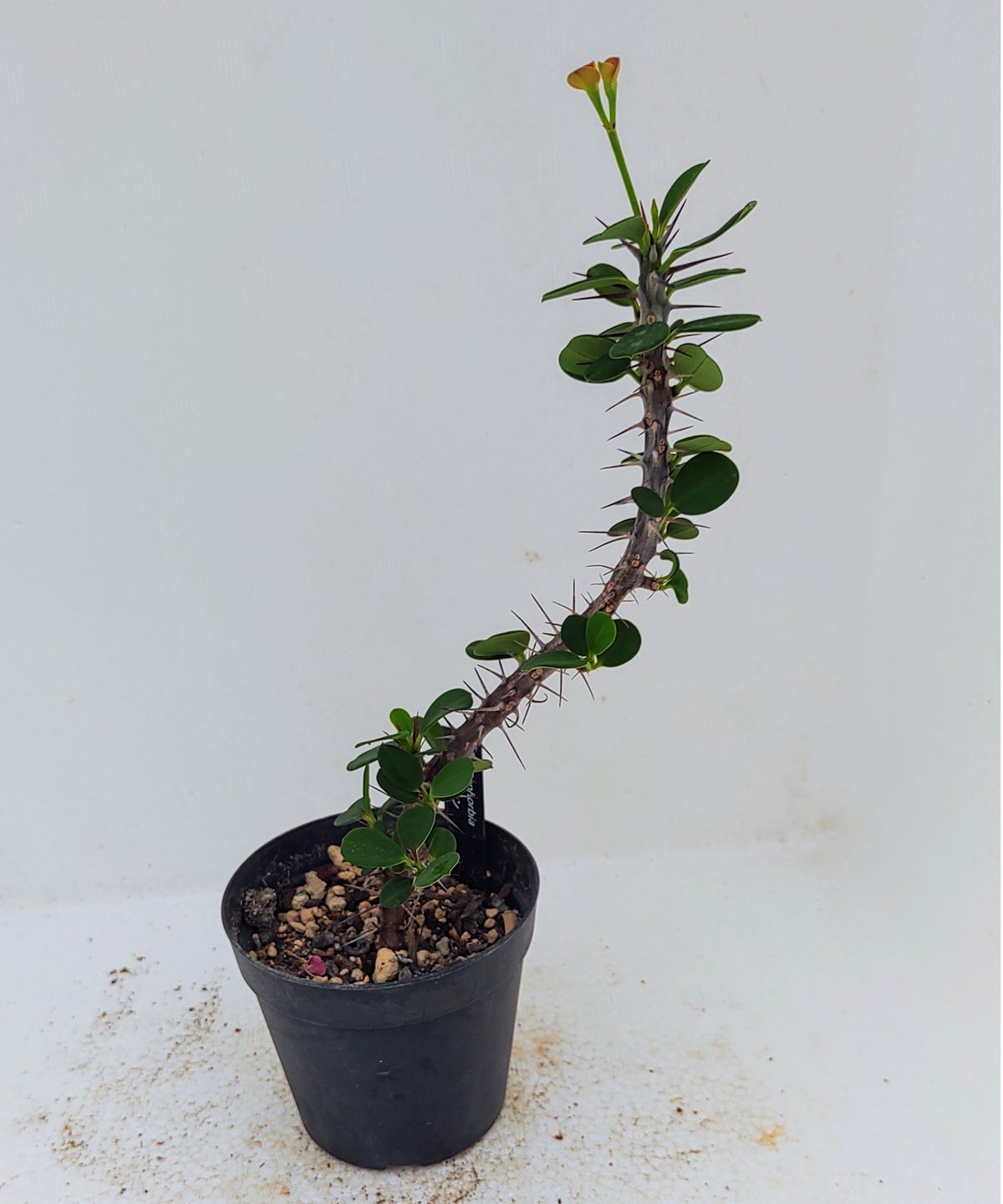 花キリン S ユーフォルビア | toA Succulent