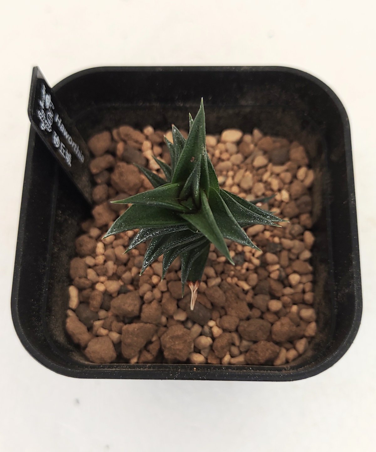 砂丘城 ハオルチア | toA Succulent