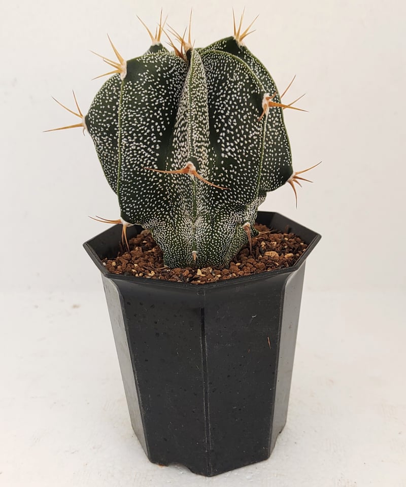 般若 アストロフィツム | toA Succulent