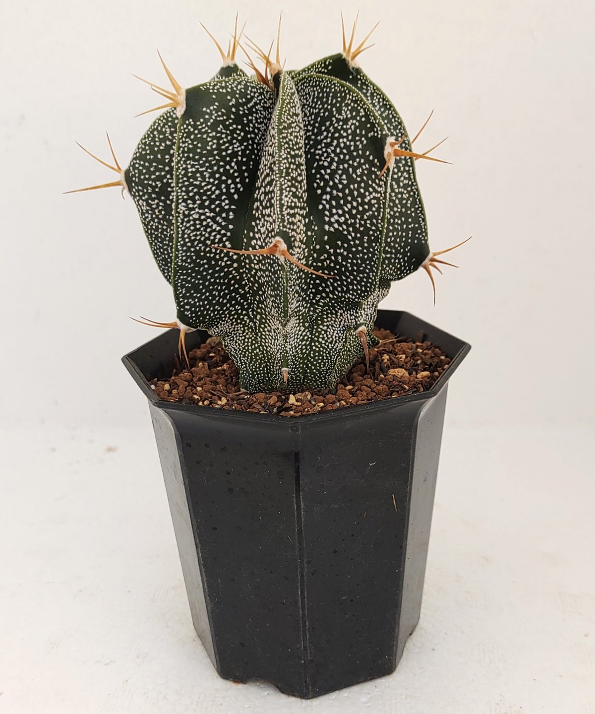 般若 アストロフィツム | toA Succulent